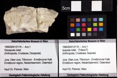 Foto (Objket + Etiketten) von Isopoda indet. 